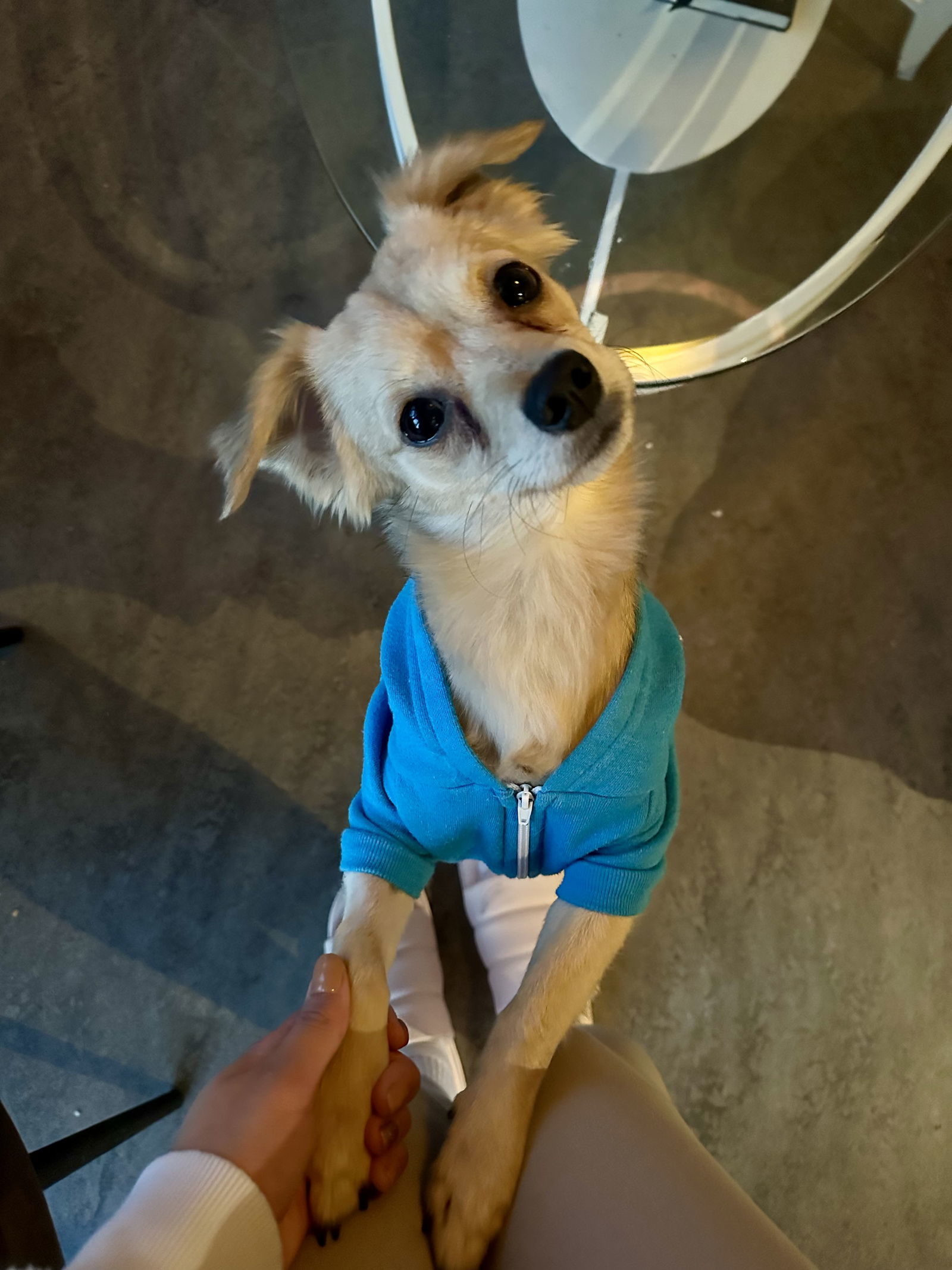Linus, an adoptable Spaniel, Chihuahua in Bothell, WA, 98021 | Photo Image 2