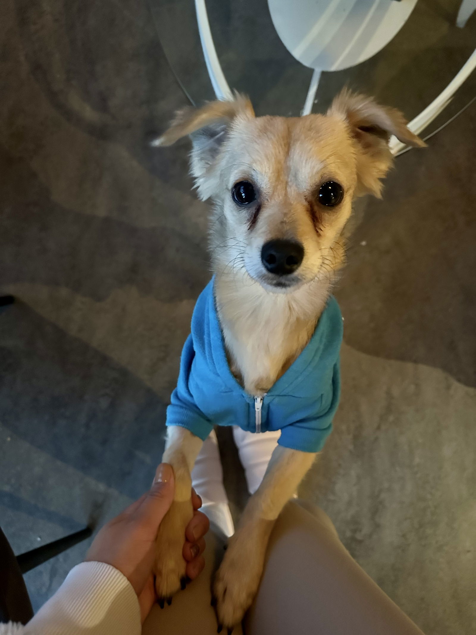 Linus, an adoptable Spaniel, Chihuahua in Bothell, WA, 98021 | Photo Image 3