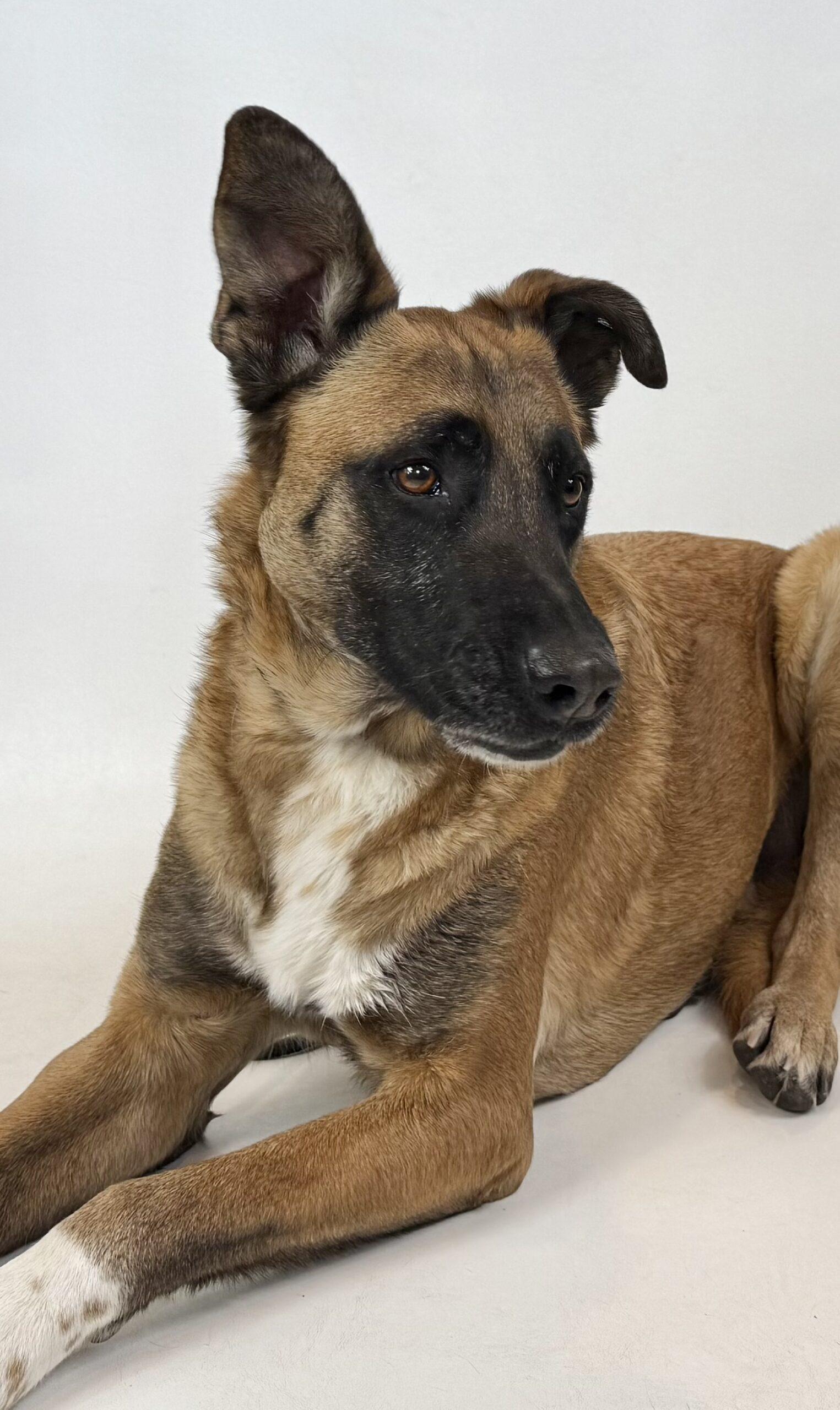 Jupiter, an adoptable Belgian Shepherd / Malinois, Mixed Breed in Dillon, MT, 59725 | Photo Image 1