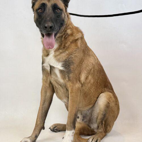 Jupiter, an adoptable Belgian Shepherd / Malinois, Mixed Breed in Dillon, MT, 59725 | Photo Image 2