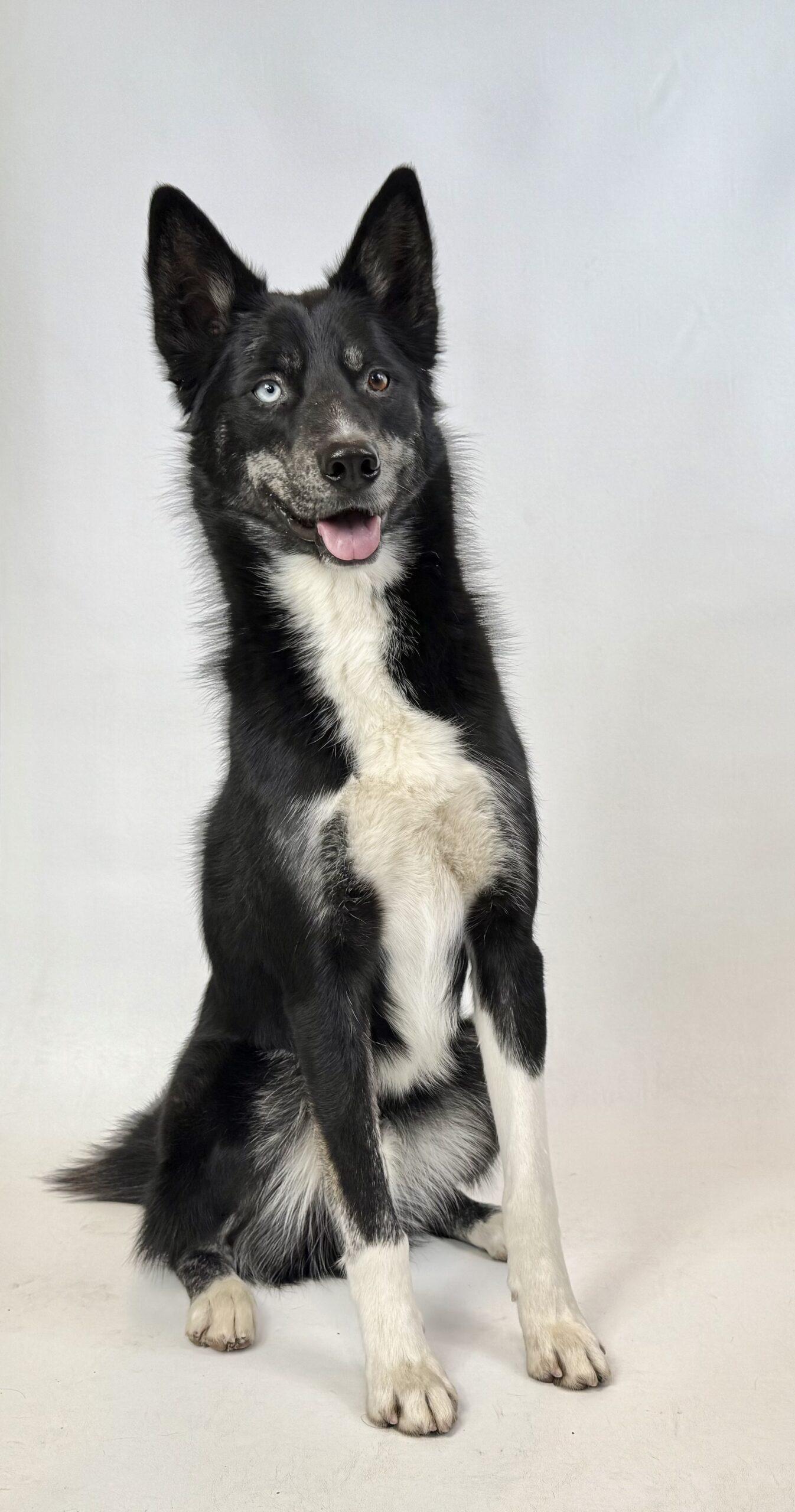Ziggy/Piggy, an adoptable Husky, Mixed Breed in Dillon, MT, 59725 | Photo Image 1