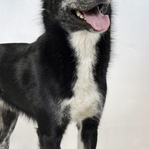 Ziggy/Piggy, an adoptable Husky, Mixed Breed in Dillon, MT, 59725 | Photo Image 2