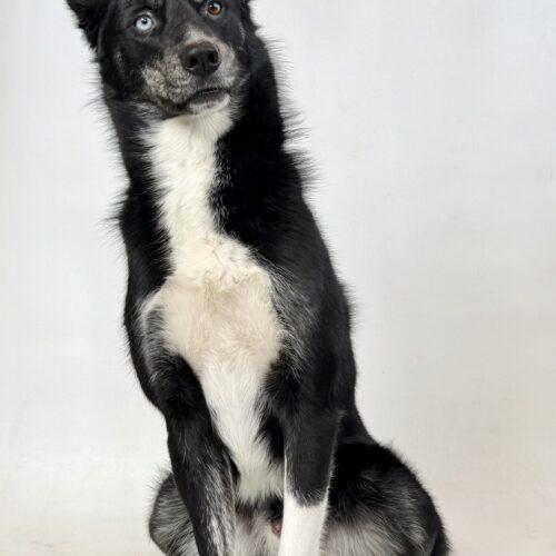 Ziggy/Piggy, an adoptable Husky, Mixed Breed in Dillon, MT, 59725 | Photo Image 3