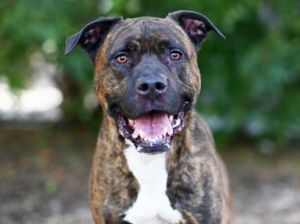 LUTHER, Senior Male Staffordshire Bull Terrier