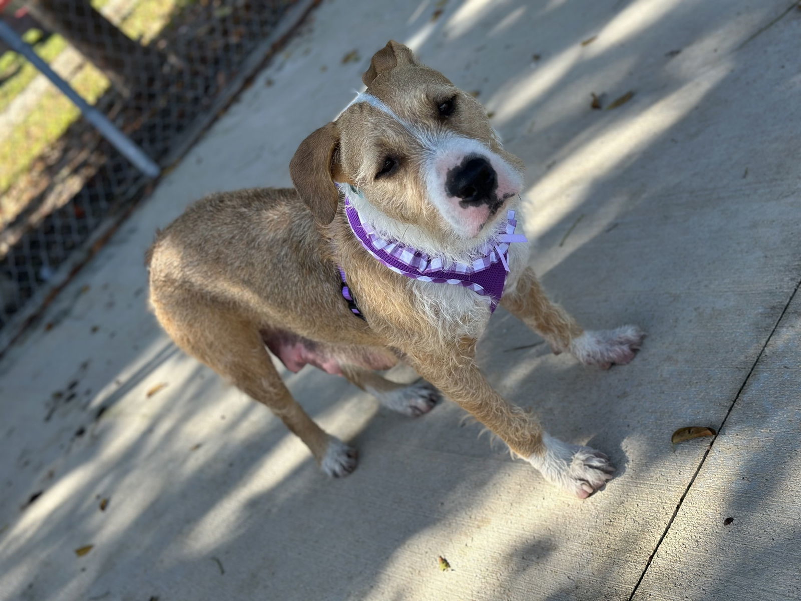 Penny