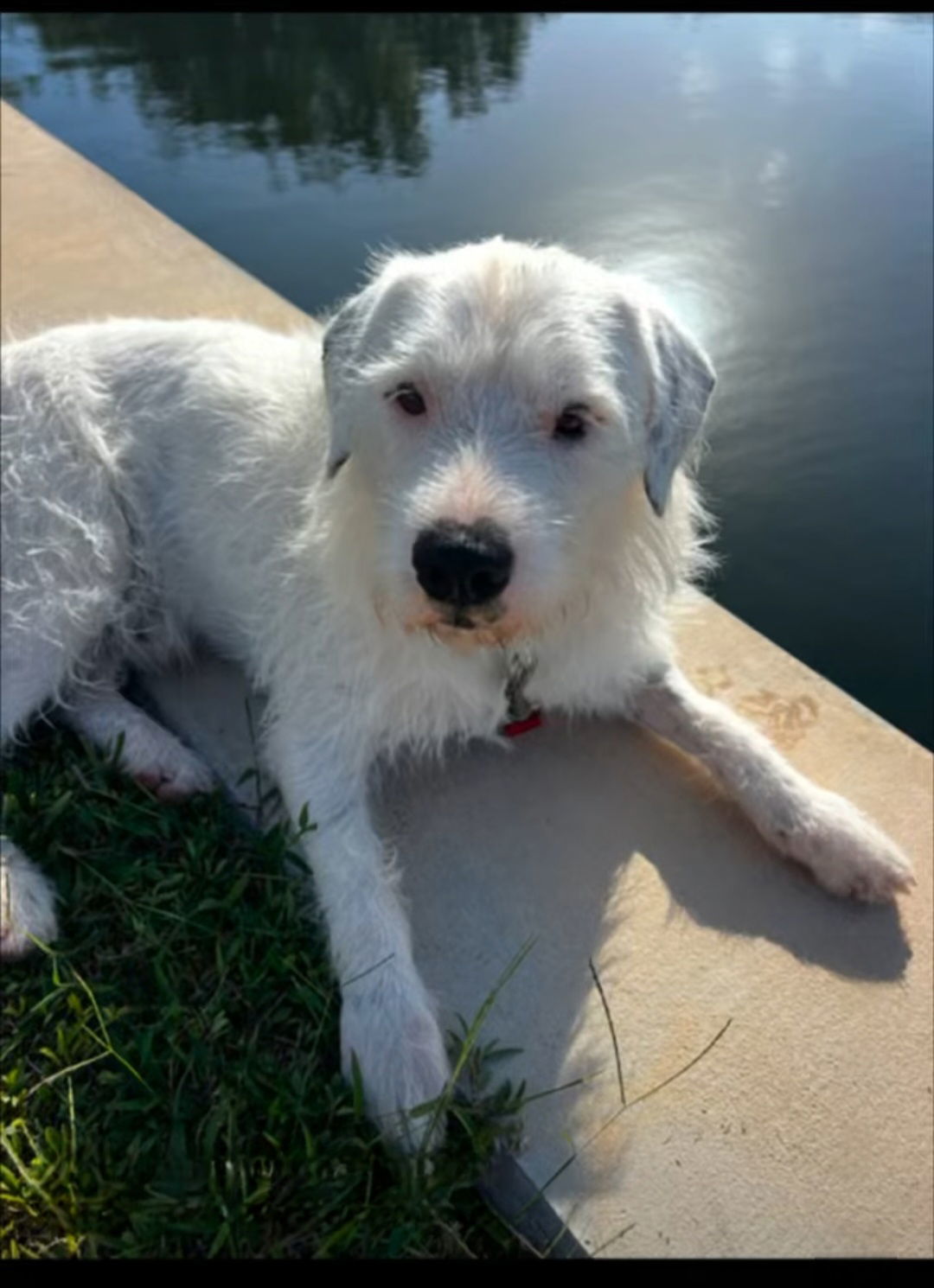 Spot, an adoptable Parson Russell Terrier in Key Largo, FL, 33037 | Photo Image 1