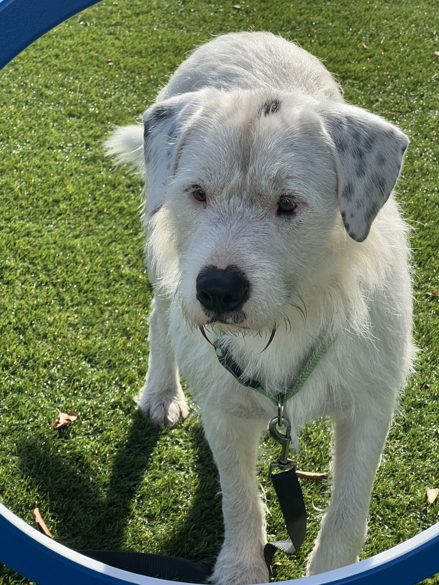 Spot, an adoptable Parson Russell Terrier in Key Largo, FL, 33037 | Photo Image 2