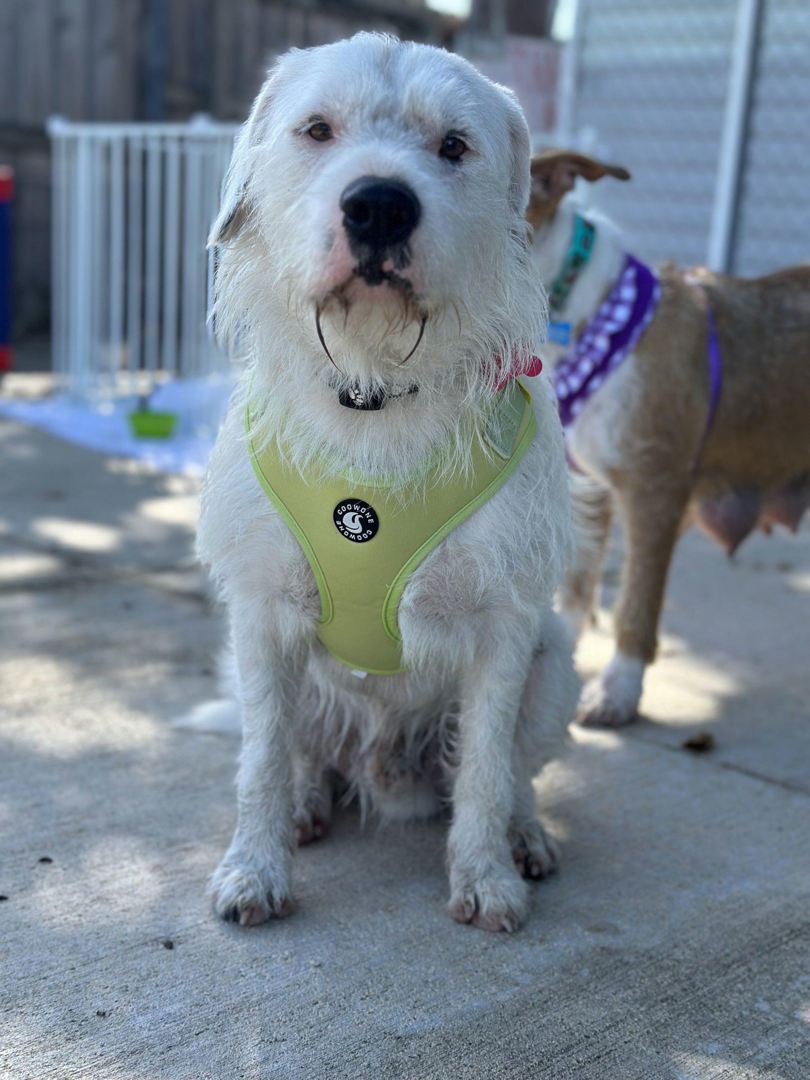 Spot, an adoptable Parson Russell Terrier in Key Largo, FL, 33037 | Photo Image 3