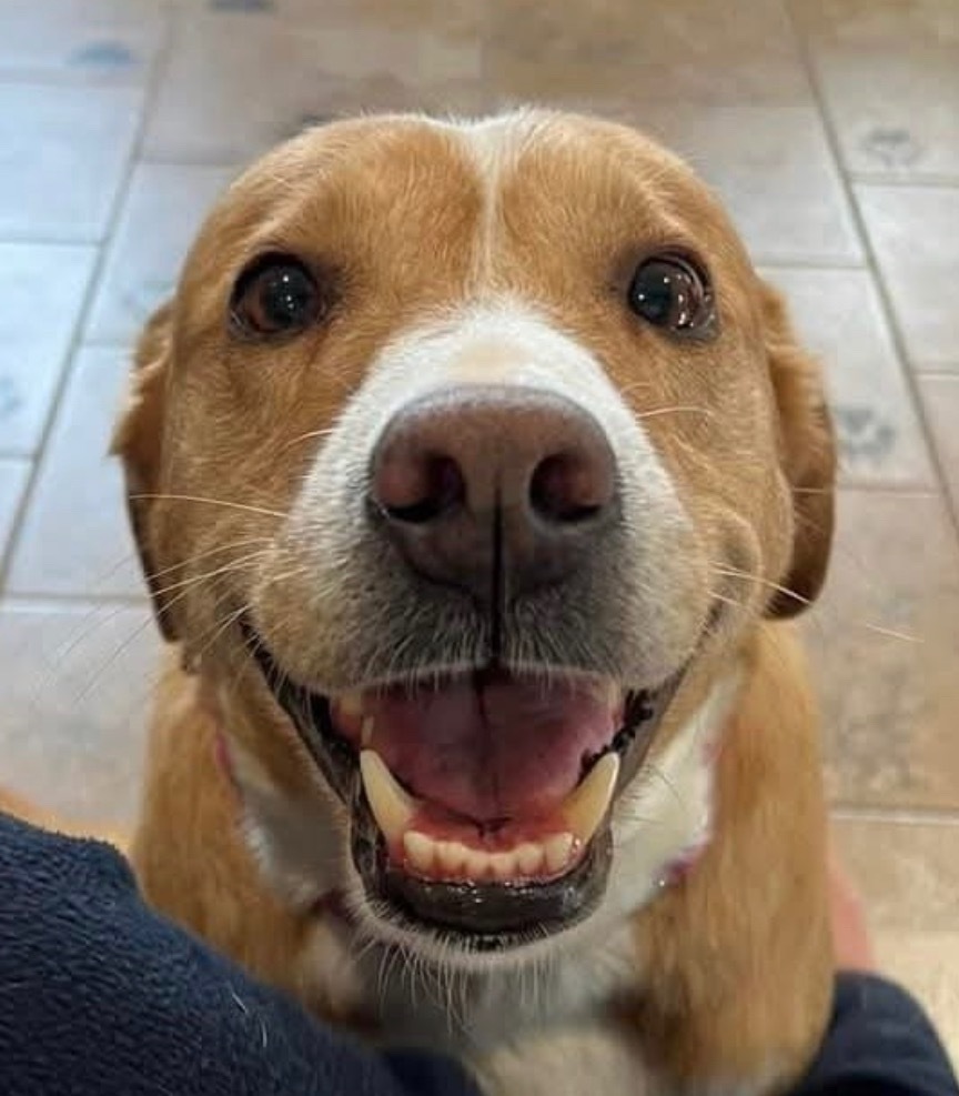 Remi, an adoptable Labrador Retriever in Ashland, WI, 54806 | Photo Image 1