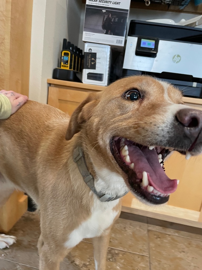 Remi, an adoptable Labrador Retriever in Ashland, WI, 54806 | Photo Image 2