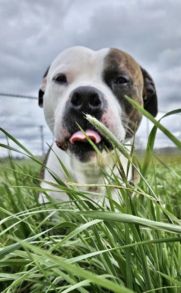Wheatland, an adoptable Pit Bull Terrier in McMinnville, OR, 97128 | Photo Image 1