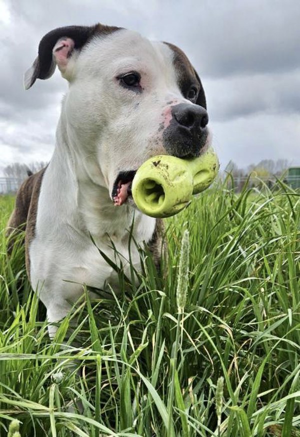 Wheatland, an adoptable Pit Bull Terrier in McMinnville, OR, 97128 | Photo Image 2