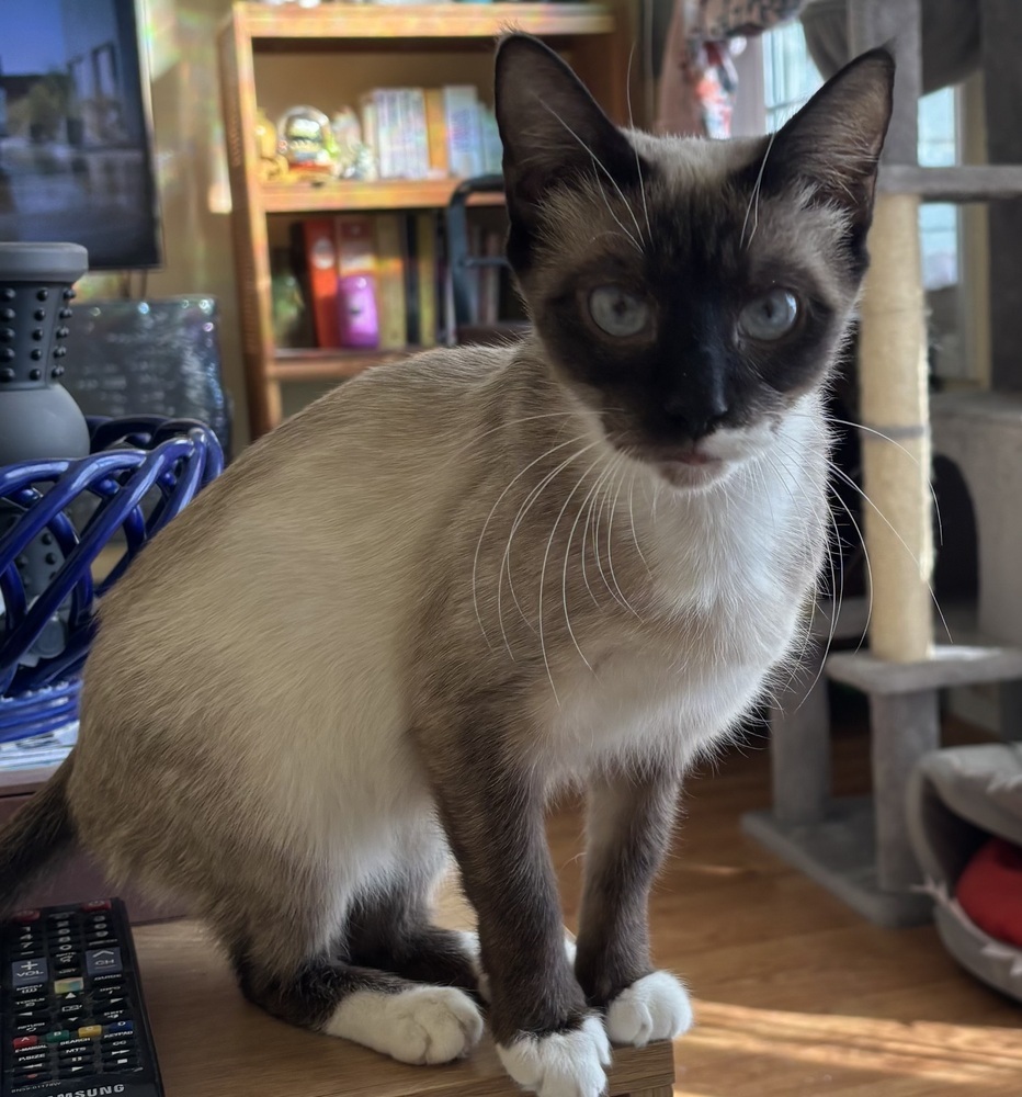 Liza, an adoptable Siamese, Tonkinese in Vienna , VA, 22180 | Photo Image 1