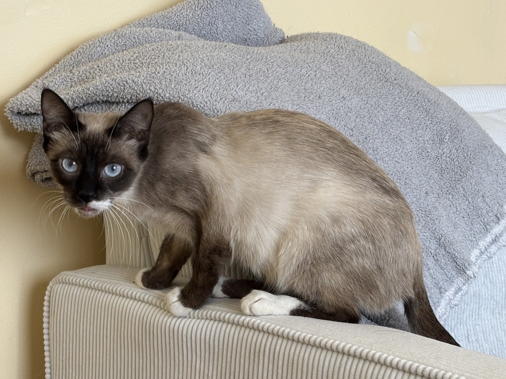 Liza, an adoptable Siamese, Tonkinese in Vienna , VA, 22180 | Photo Image 2