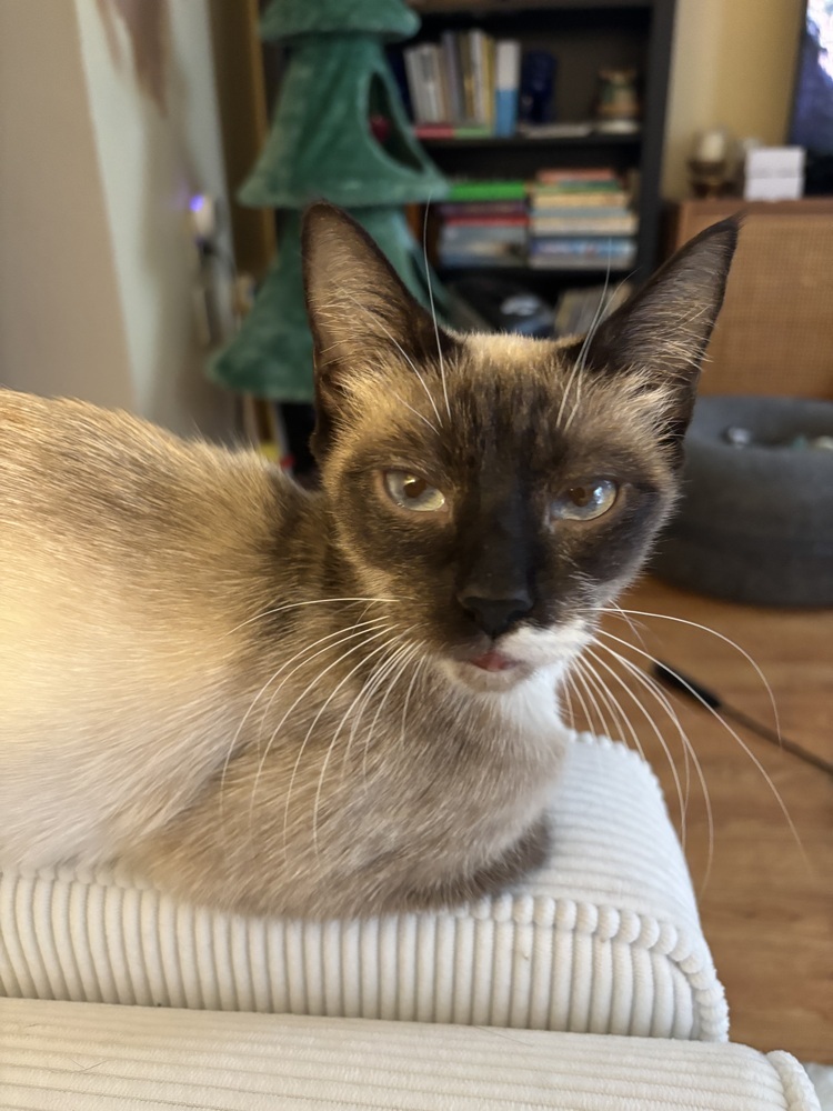 Liza, an adoptable Siamese, Tonkinese in Vienna , VA, 22180 | Photo Image 3