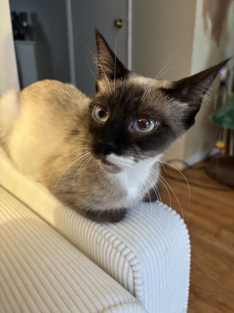 Liza, an adoptable Siamese, Tonkinese in Vienna , VA, 22180 | Photo Image 4