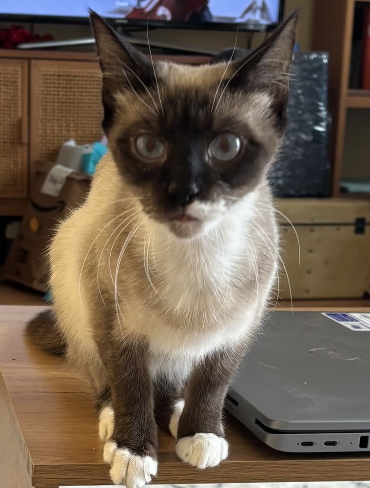 Liza, an adoptable Siamese, Tonkinese in Vienna , VA, 22180 | Photo Image 5