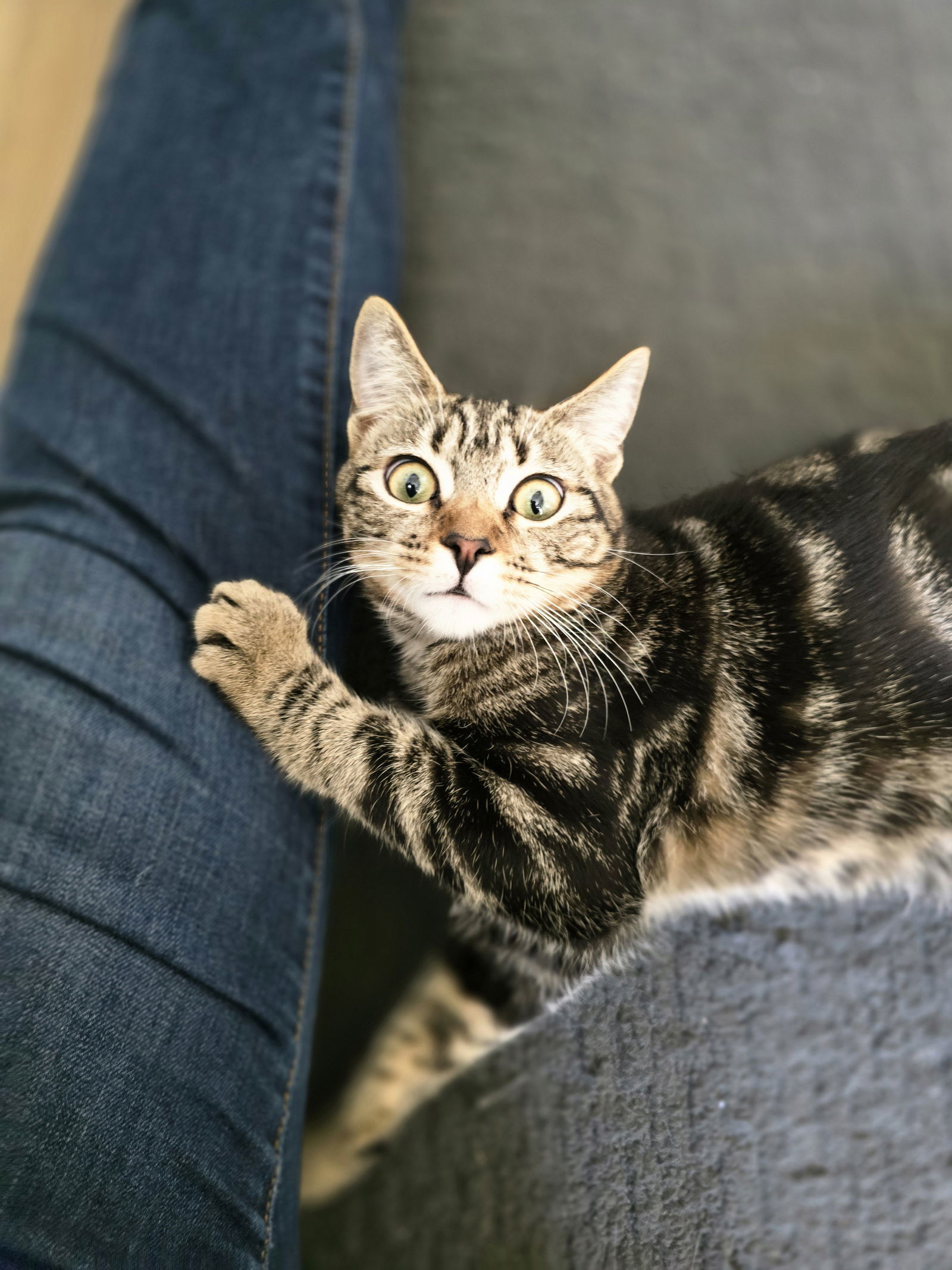 Bruno Marz, an adoptable Tabby in Visalia, CA, 93277 | Photo Image 1