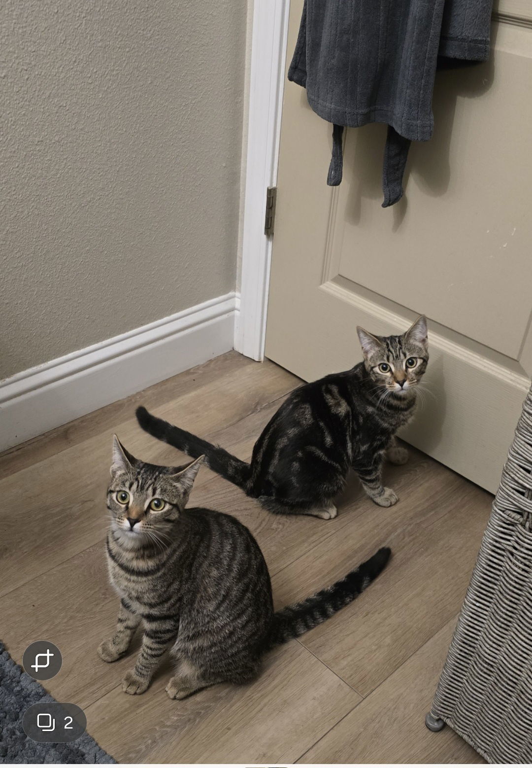 Bruno Marz, an adoptable Tabby in Visalia, CA, 93277 | Photo Image 2