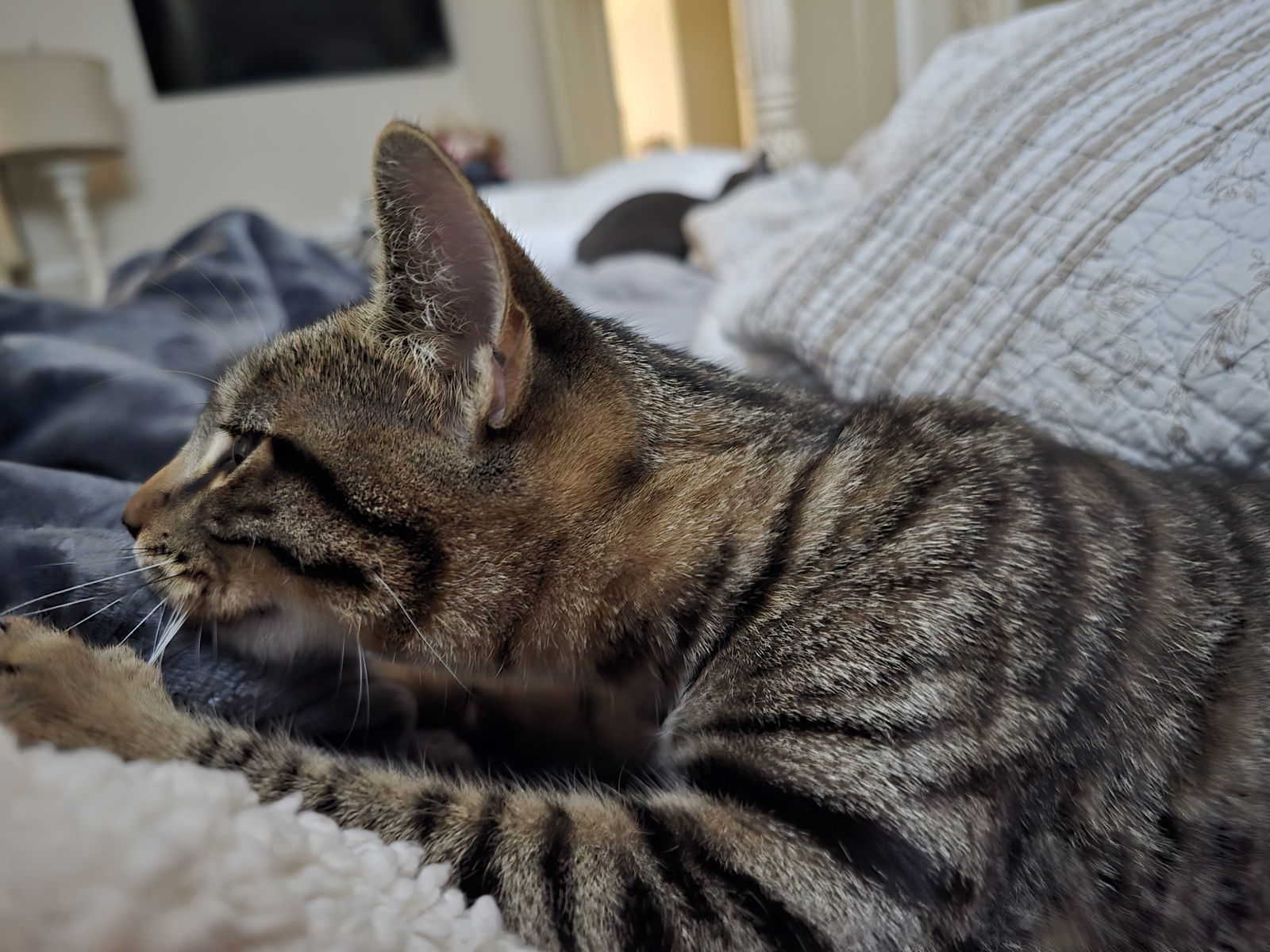 Luna, an adoptable Tabby in Visalia, CA, 93277 | Photo Image 1