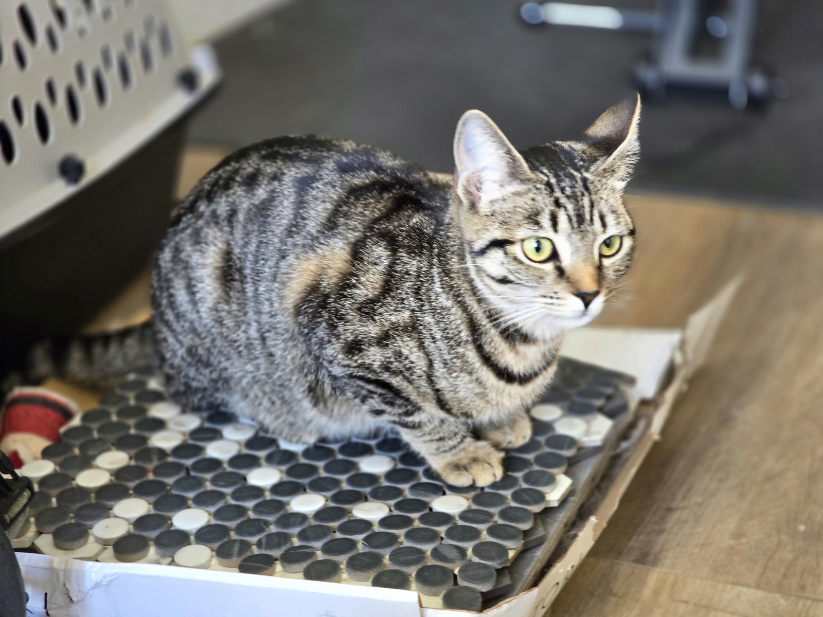 Luna, an adoptable Tabby in Visalia, CA, 93277 | Photo Image 2