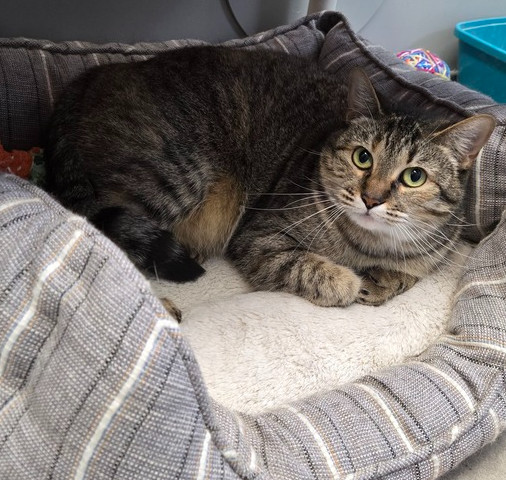 Camila the Chicken, an adoptable Domestic Short Hair in Anoka, MN, 55303 | Photo Image 1