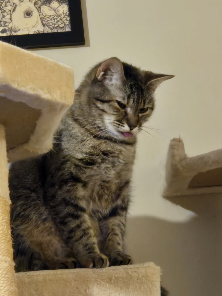 Camila the Chicken, an adoptable Domestic Short Hair in Anoka, MN, 55303 | Photo Image 2