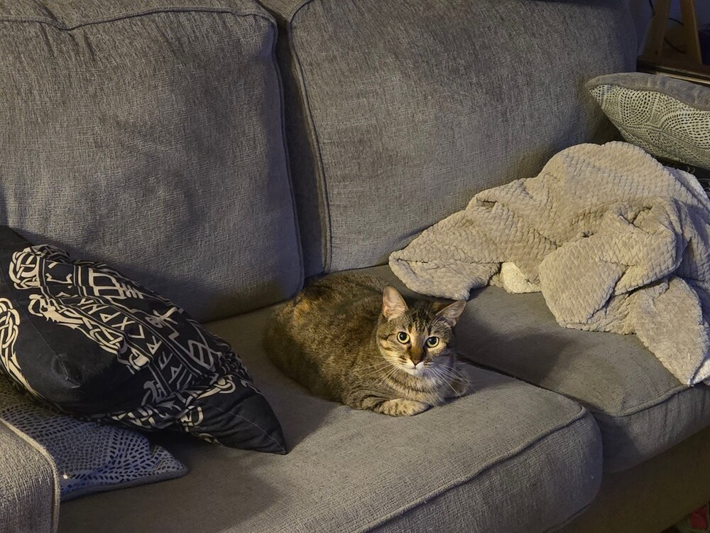 Camila the Chicken, an adoptable Domestic Short Hair in Anoka, MN, 55303 | Photo Image 3