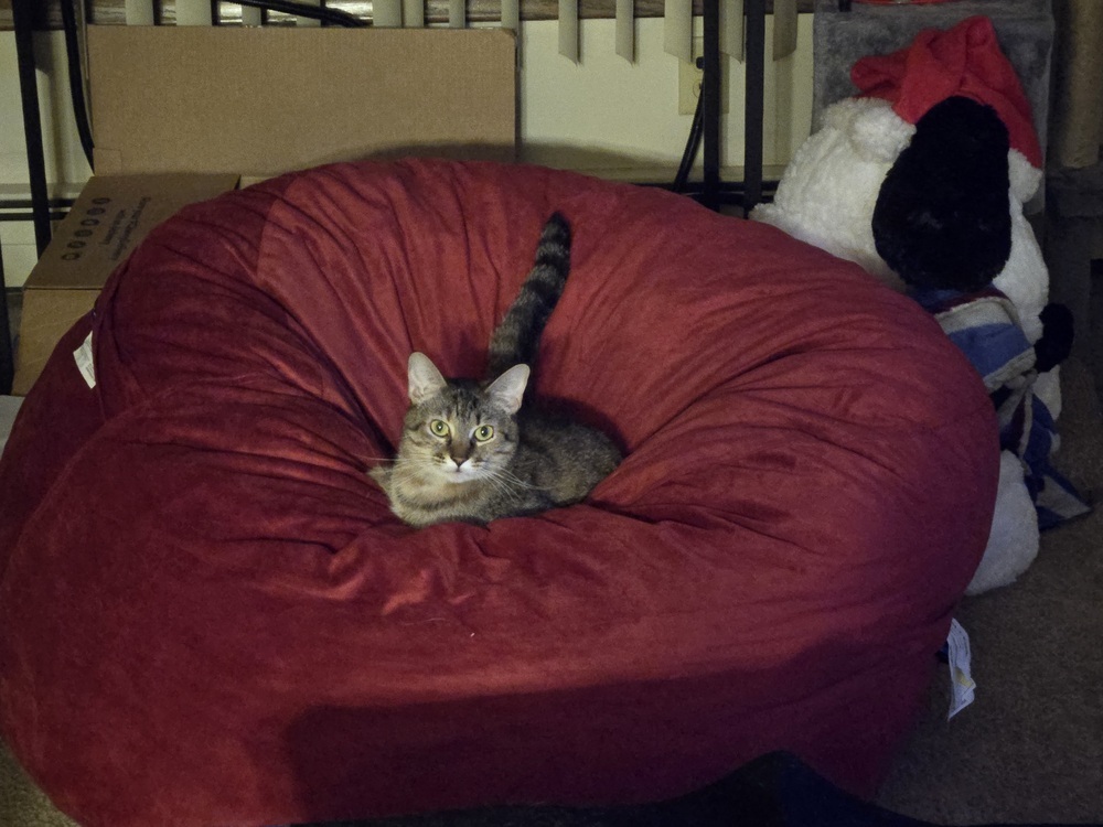Camila the Chicken, an adoptable Domestic Short Hair in Anoka, MN, 55303 | Photo Image 4