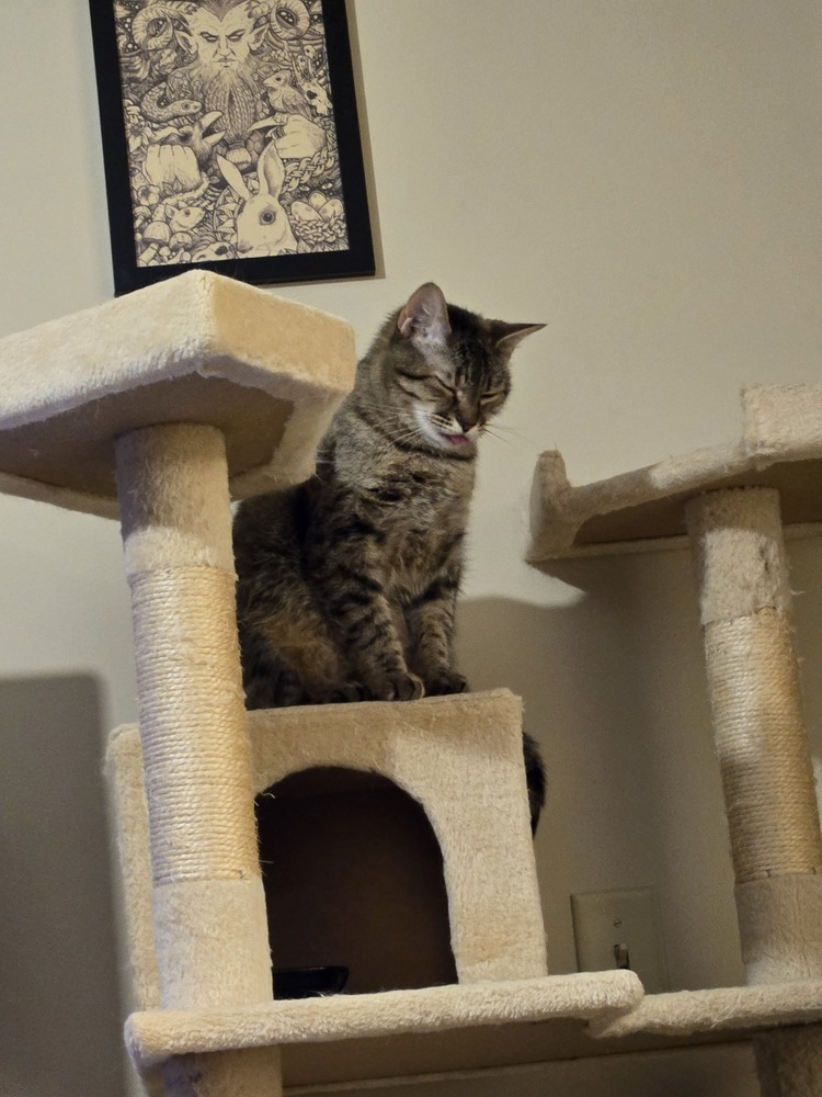 Camila the Chicken, an adoptable Domestic Short Hair in Anoka, MN, 55303 | Photo Image 5