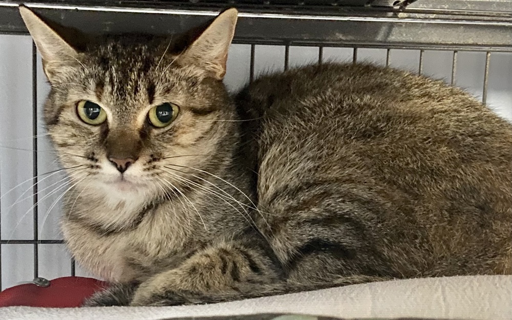 Camila the Chicken, an adoptable Domestic Short Hair in Anoka, MN, 55303 | Photo Image 6