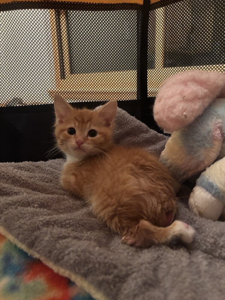 Roomba - kitten, an adoptable Tabby in Albuquerque, NM, 87199 | Photo Image 1