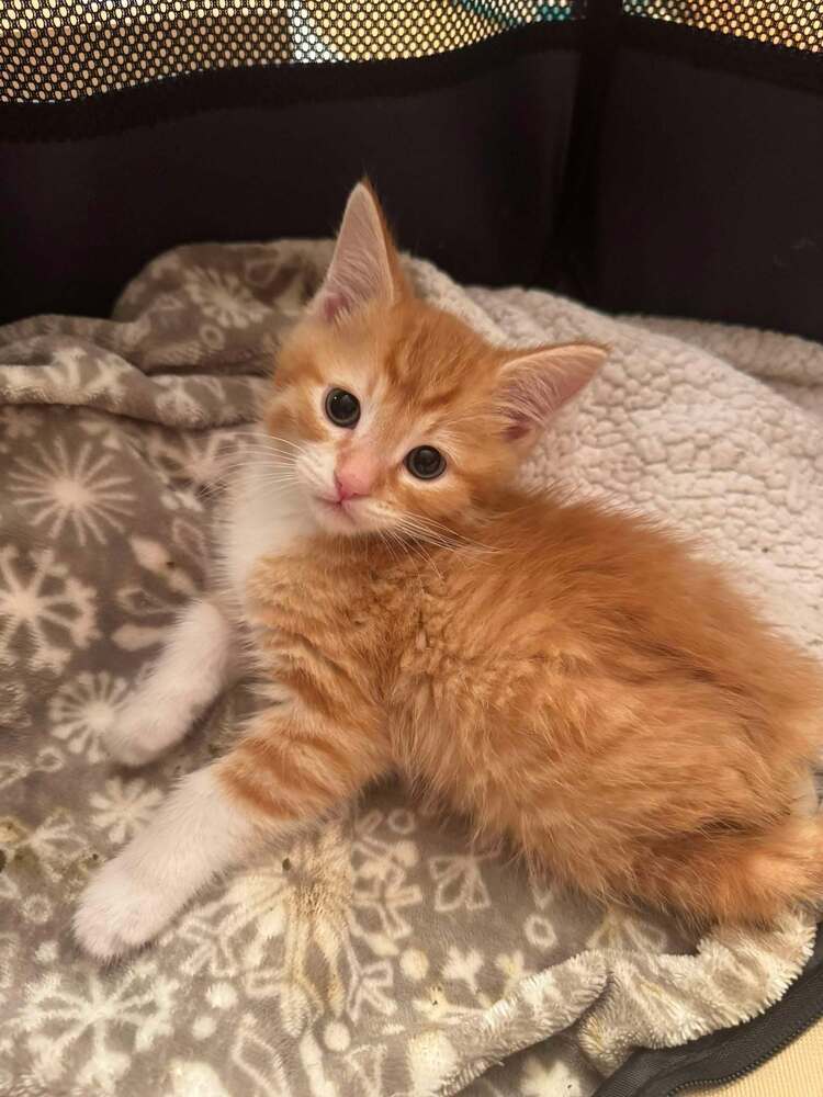 Roomba - kitten, an adoptable Tabby in Albuquerque, NM, 87199 | Photo Image 2