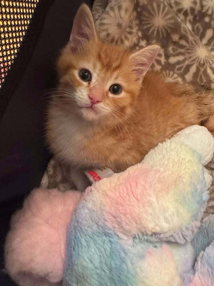 Roomba - kitten, an adoptable Tabby in Albuquerque, NM, 87199 | Photo Image 3