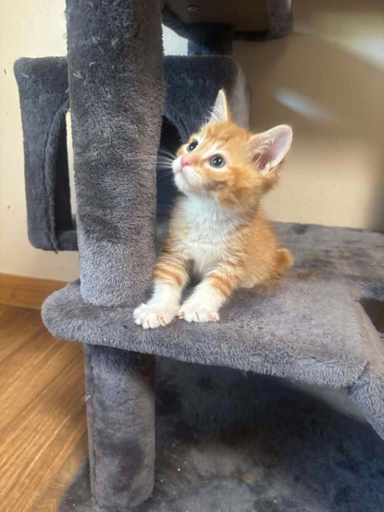 Roomba - kitten, an adoptable Tabby in Albuquerque, NM, 87199 | Photo Image 4