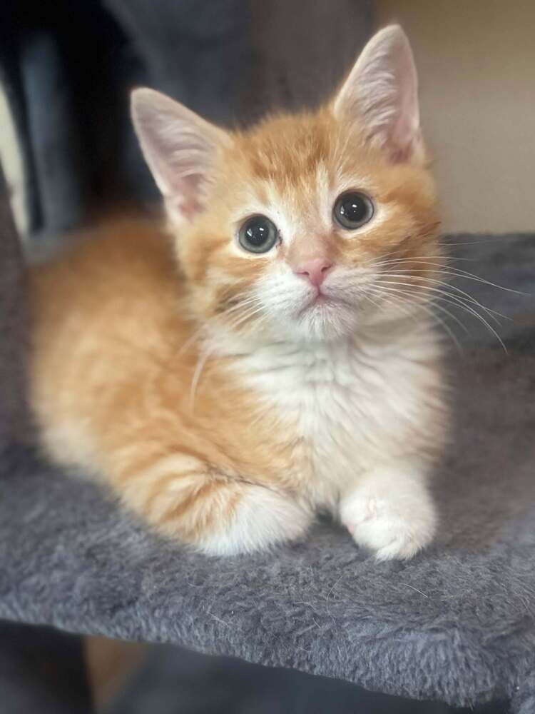Roomba - kitten, an adoptable Tabby in Albuquerque, NM, 87199 | Photo Image 5