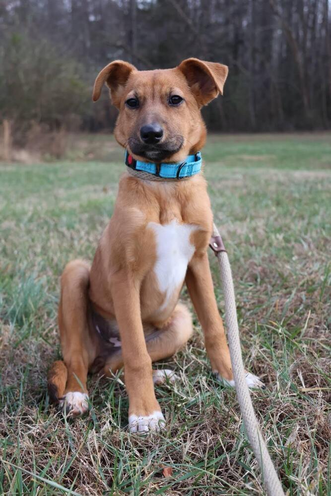 Spider, an adoptable Black Mouth Cur, Feist in Washington, DC, 20037 | Photo Image 1