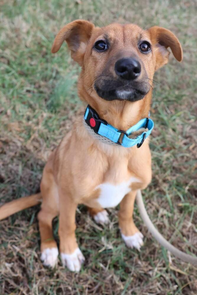Spider, an adoptable Black Mouth Cur, Feist in Washington, DC, 20037 | Photo Image 2