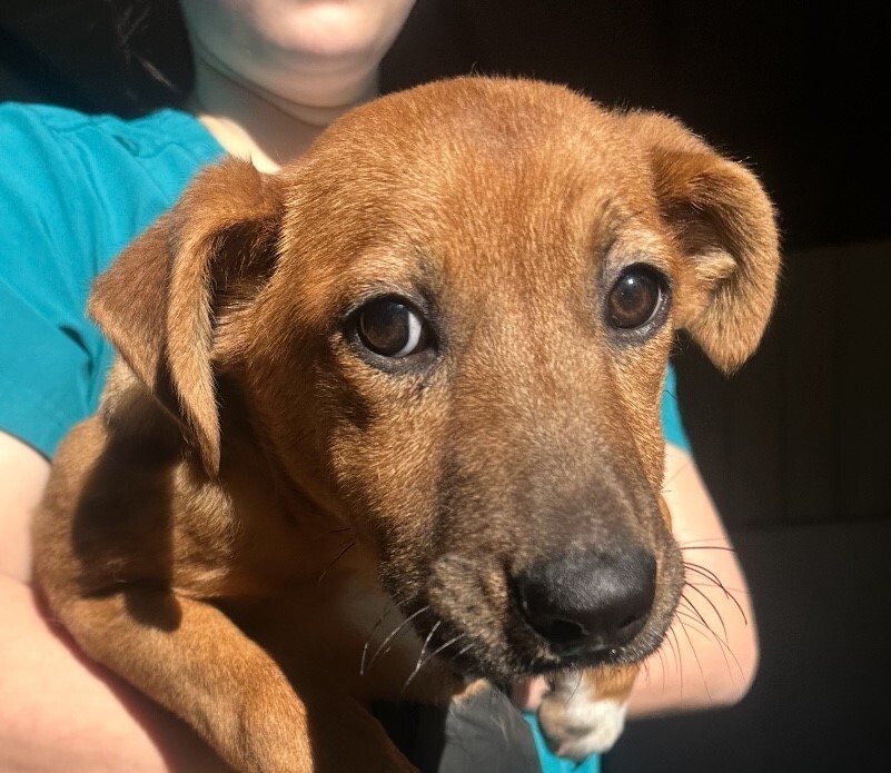 Spider, an adoptable Black Mouth Cur, Feist in Washington, DC, 20037 | Photo Image 3
