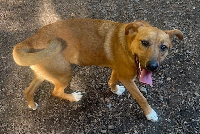 Spider, an adoptable Black Mouth Cur, Feist in Washington, DC, 20037 | Photo Image 5