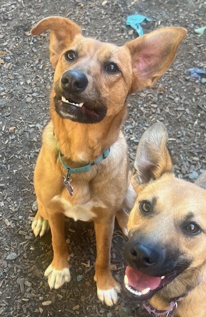 Spider, an adoptable Black Mouth Cur, Feist in Washington, DC, 20037 | Photo Image 6