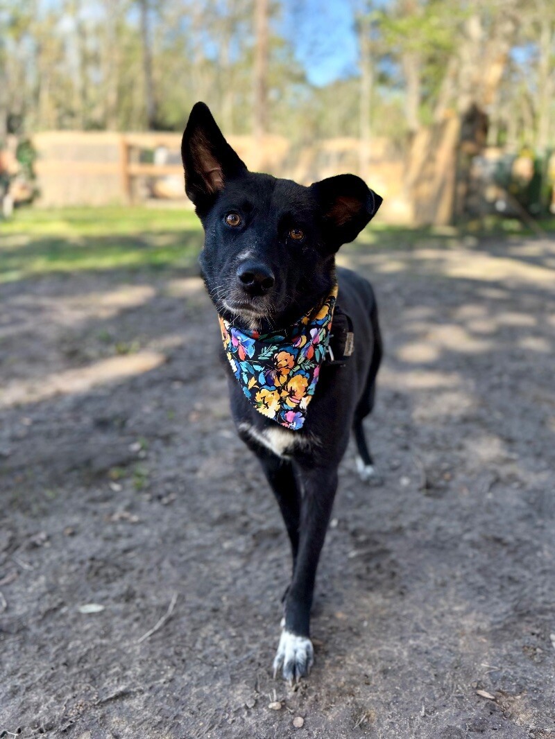 Glenda the good girl with the peaceful presence