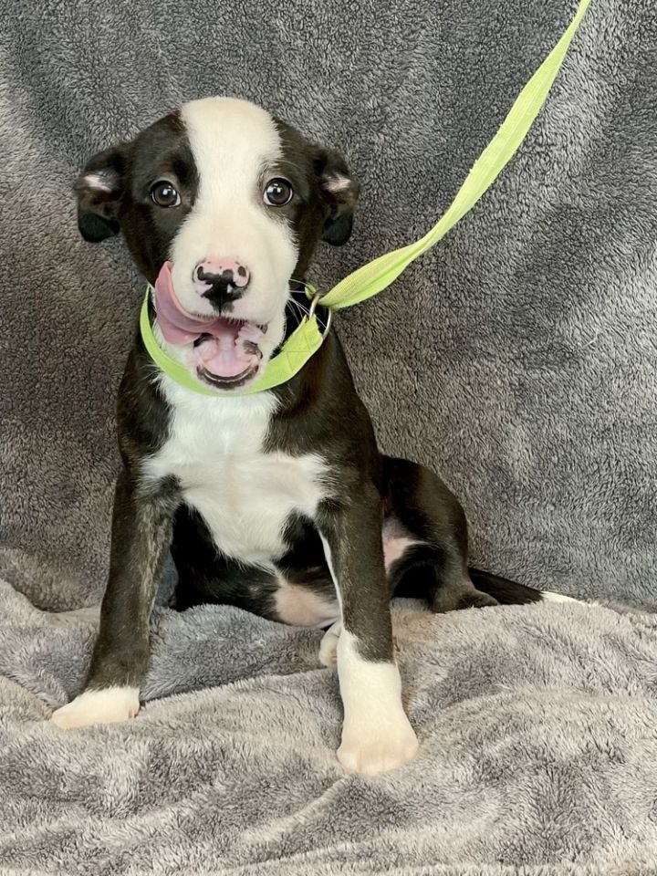 Dog For Adoption - Heart, An Australian Cattle Dog   Blue Heeler 