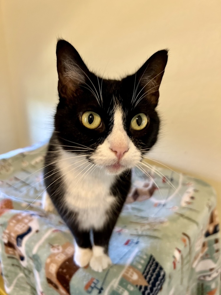 Diamond, an adoptable Domestic Short Hair in Denver, CO, 80220 | Photo Image 1
