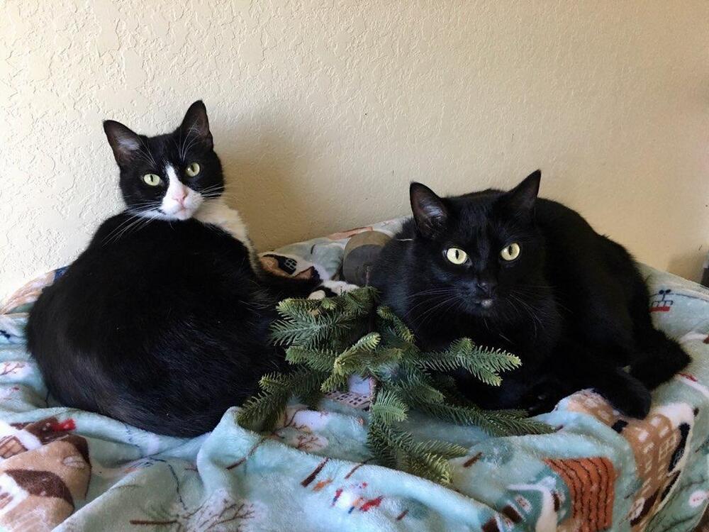 Diamond, an adoptable Domestic Short Hair in Denver, CO, 80220 | Photo Image 1