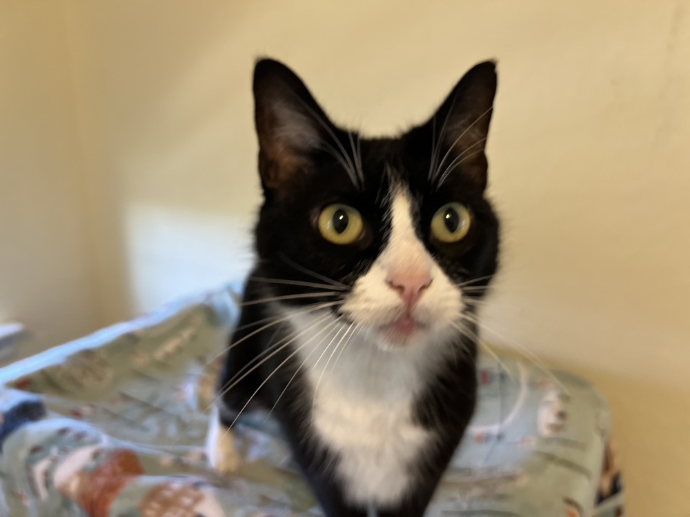 Diamond, an adoptable Domestic Short Hair in Denver, CO, 80220 | Photo Image 3