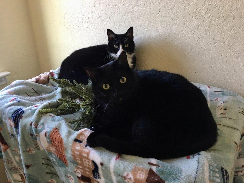 Diamond, an adoptable Domestic Short Hair in Denver, CO, 80220 | Photo Image 3