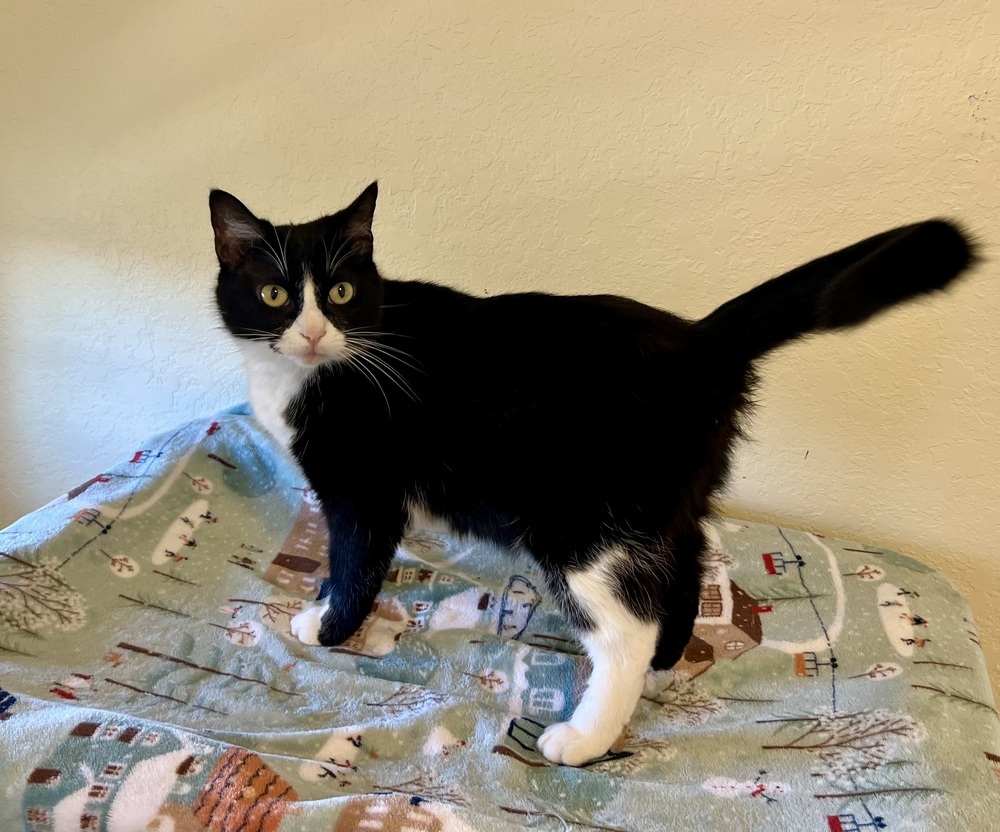 Diamond, an adoptable Domestic Short Hair in Denver, CO, 80220 | Photo Image 4