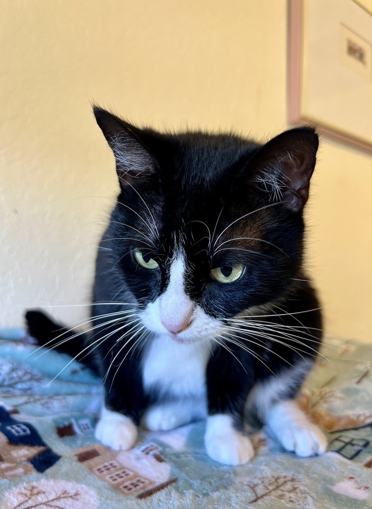 Diamond, an adoptable Domestic Short Hair in Denver, CO, 80220 | Photo Image 6