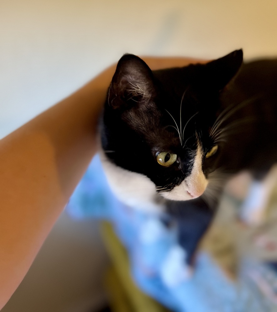 Diamond, an adoptable Domestic Short Hair in Denver, CO, 80220 | Photo Image 6